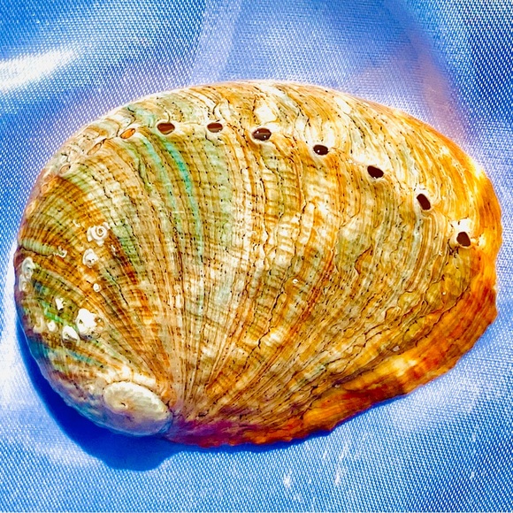 10 Small pcs Abalone Shell Australia SeaShell Rainbow Green Red Pearl Polished - Picture 7 of 7